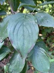 Cornus mas