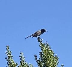 Polioptila