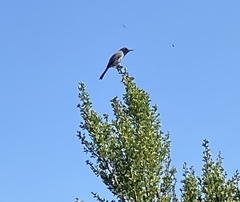 Polioptila
