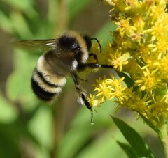 Bombus terricola
