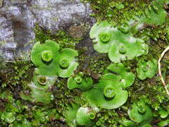 Marchantia paleacea