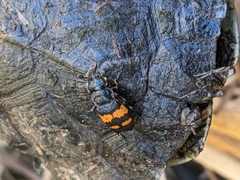 Nicrophorus hebes