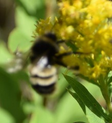 Bombus terricola