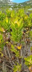 Leucadendron laureolum