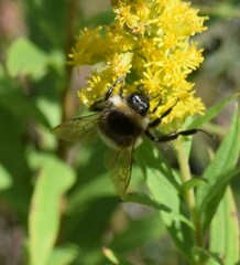 Bombus terricola
