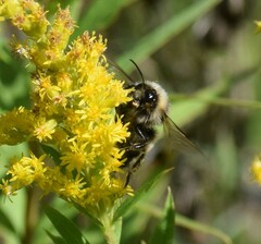Bombus terricola