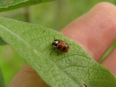 Cryptocephalus octopunctatus