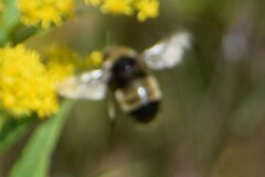 Bombus terricola