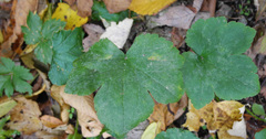 Ranunculus recurvatus