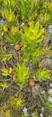 Leucadendron laureolum