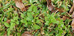 Stachys floridana