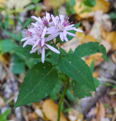 Symphyotrichum cordifolium
