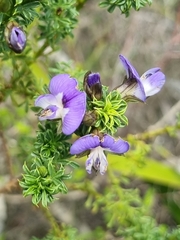 Psoralea aculeata