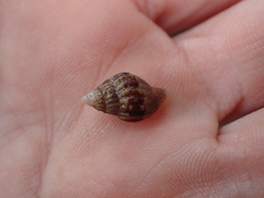 Buccinoidea