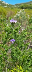Psoralea aculeata