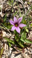 Sisyrinchium micranthum