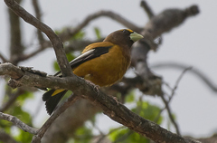 Coccothraustes vespertinus