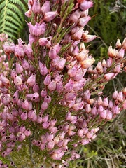 Erica gracilis