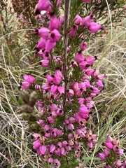 Erica gracilis