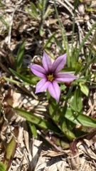Sisyrinchium micranthum