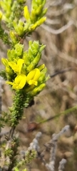 Aspalathus ericifolia