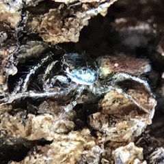 Salticus peckhamae