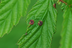 Dasineura ulmaria