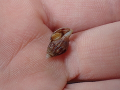 Buccinoidea