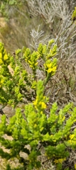 Aspalathus ericifolia