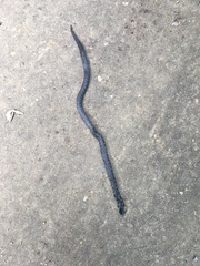 Atractus crassicaudatus