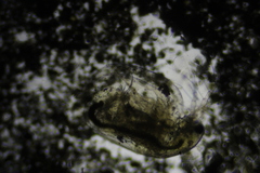 Simocephalus