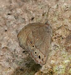 Pindis squamistriga