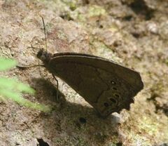 Pindis squamistriga