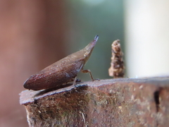 Aconophora compressa