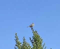 Polioptila