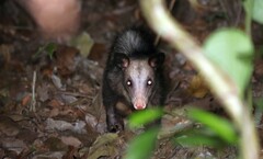 Didelphis
