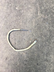 Atractus crassicaudatus