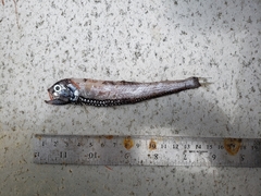 Polymetme thaeocoryla