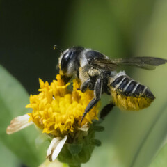 Megachile petulans