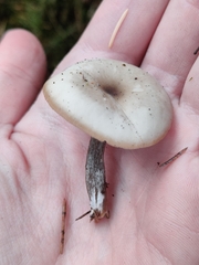 Clitocybe metachroa