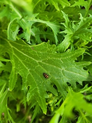 Eriopis serrai