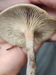 Clitocybe metachroa