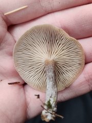Clitocybe metachroa