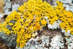 Xanthomendoza hasseana