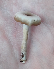 Clitocybe metachroa