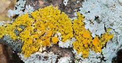 Xanthomendoza hasseana