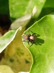 Phiale roburifoliata