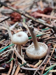 Clitocybe metachroa