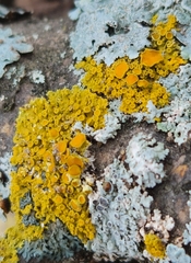 Xanthomendoza hasseana