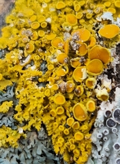 Xanthomendoza hasseana